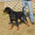 Rottweiler11_2008312_3050_t