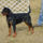 Rottweiler17_2008305_8276_t