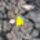 Itt_a_tavasz_kinyilott_a_boglarka_2019_februar_18an_2091684_5364_t
