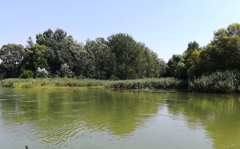 Az Agg-Duna bal partján látható a Pálffy-szigeti ág torkolata, Kisbodak 2018. augusztus 09.-én