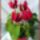 Ciklamen-006_2092976_6222_t