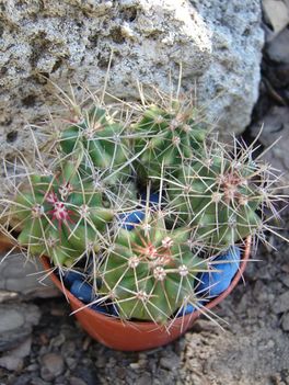 Ferocactus magoncok- Saját magvetésből