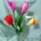 Holland tulipán nárcisszal