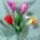 Holland_tulipan_narcisszal_2092975_2517_t