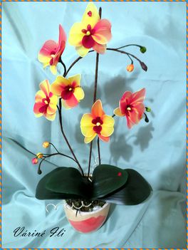 sárga-piros orchidea