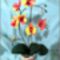 sárga-piros orchidea
