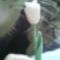 Tulipán (vagy rózsa aki amit lát benne ! :) )