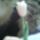 Tulipan_vagy_rozsa_aki_amit_lat_benne____292697_63911_t