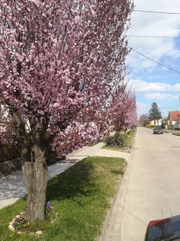Kivirágoztak a fák a Gyümölcsös úton, Dunakiliti 2019. március 27.-én 1