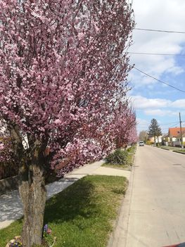 Kivirágoztak a fák a Gyümölcsös úton, Dunakiliti 2019. március 27.-én 2