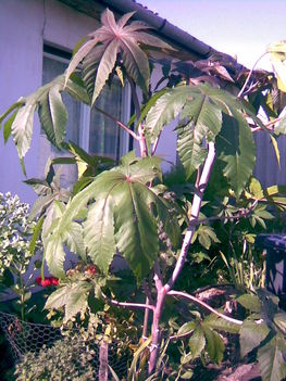 RICINUS