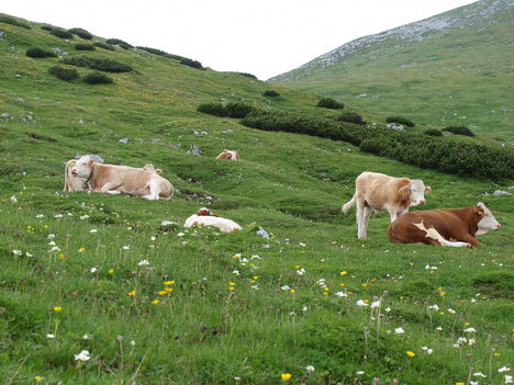 Alpesi táj magyar tarka tehenekkel :-)