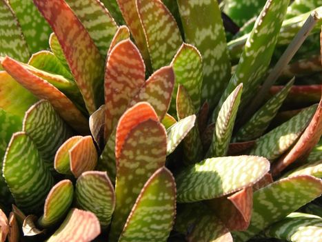 Gasteria obliqua