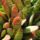 Gasteria_obliqua_294912_89699_t