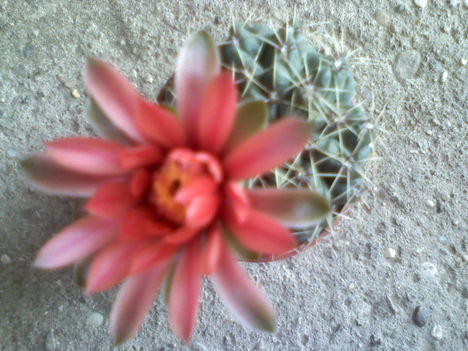 Gymnocalycium baldianum v