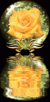 Tükröződő sárga rózsa