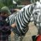 zebrahorse