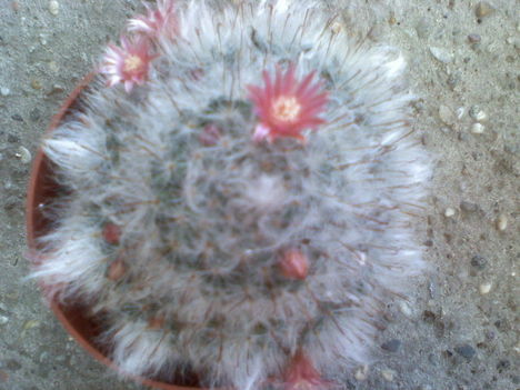 Mammillaria bocasana