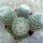 Mammillaria_matudae_295084_27879_t