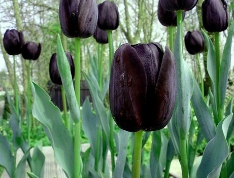 tulipán zsír égető hatása van