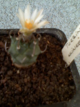 Turbinicarpus klinkerianus