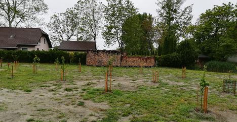 Gondos kertápolás a Pomázban, Kisbodak 2019.május 05.én