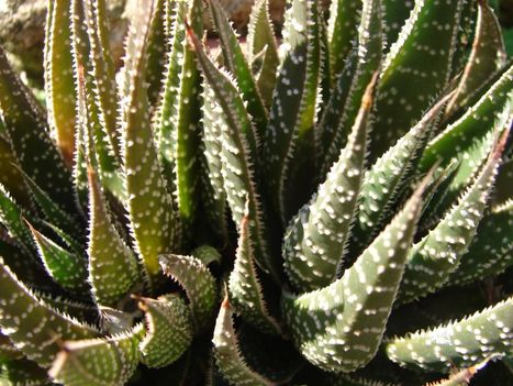 Haworthia