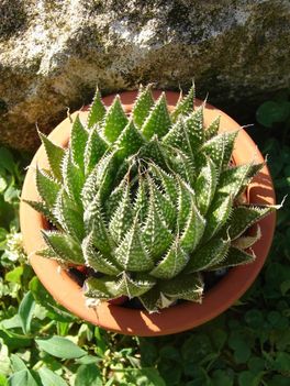 Haworthia