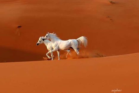 Két lélek a vörös sivatagban