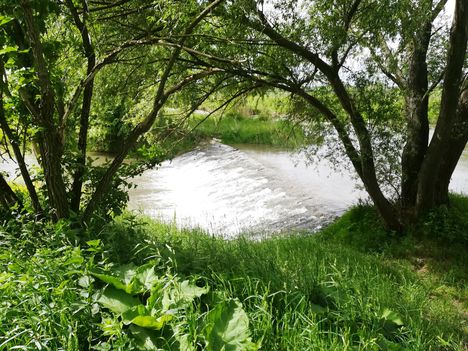 Lajta (Leitha) folyó a Nickelsdorfi osztóműnél 2019. május 10.-én 2