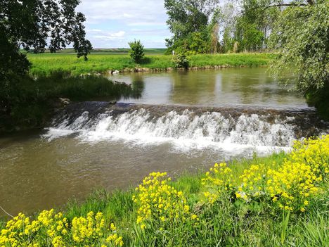 Lajta (Leitha) folyó a Nickelsdorfi osztóműnél 2019. május 10.-én 4