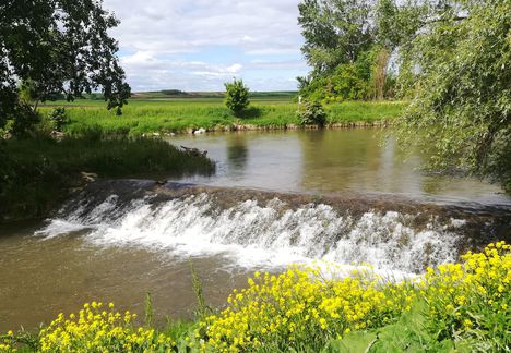 Lajta (Leitha) folyó a Nickelsdorfi osztóműnél 2019. május 10.-én 5