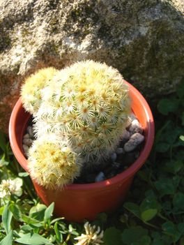 Mammilaria carmenae