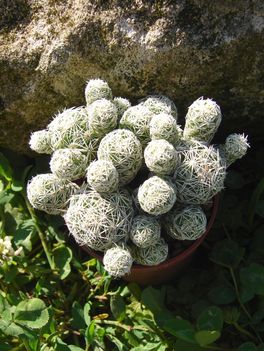 Mammilaria gracilis