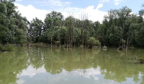 Az Öregszigeti belső tó, Kisbodak 2019. május 31.-én 6