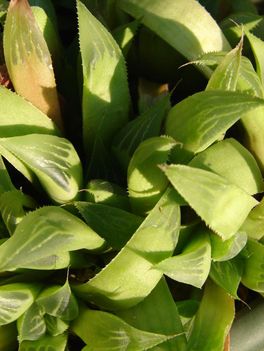 Haworthia cuspidata