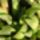 Haworthia_cuspidata_297013_28074_t