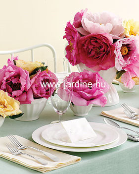 jardine pink asztal2