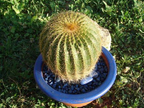 Notocactus