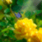 Pillangó a rózsán