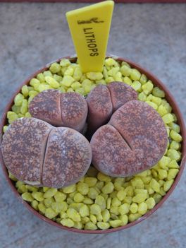 Lithops