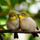 Aranyosi_ervin_furcsa_erzes_2099968_4735_t