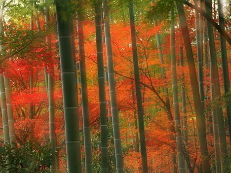 Bamboo_Forest,_Arashiyama_Park,_Kyoto,_Japan