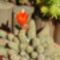 Echinopsis chamaecereus