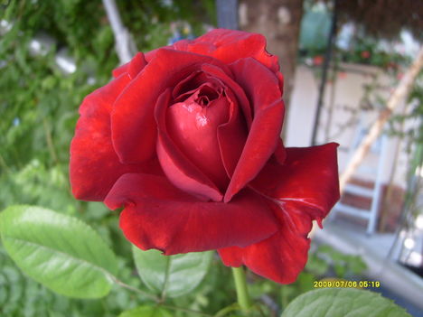 egy szép rózsa