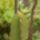 Euphorbia-004_299312_24374_t