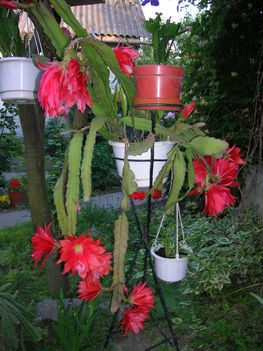 kaktusz virágzás