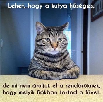 Macska vs kutya!