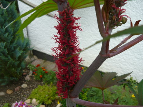 ricinus virágzik