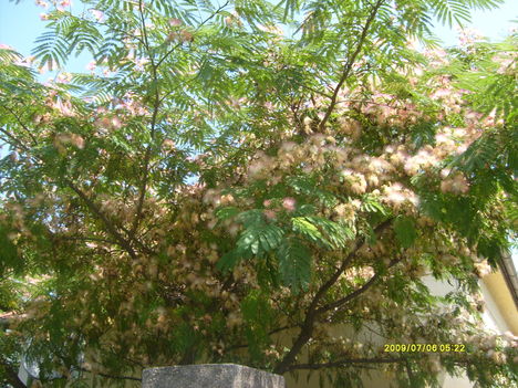selyem akácfa virágzik
